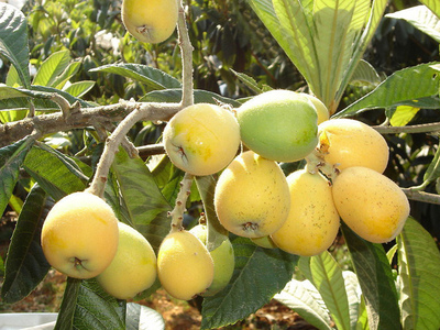 天然种植枇杷