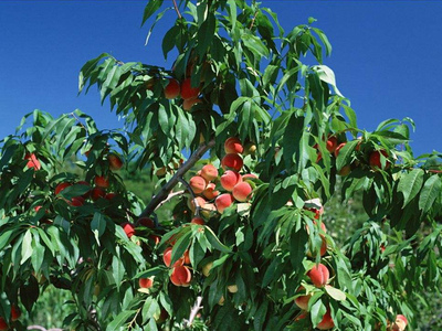 天然种植桃树