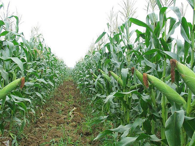 玉米