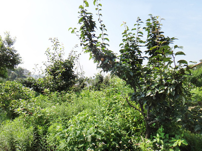 天然种植梨树
