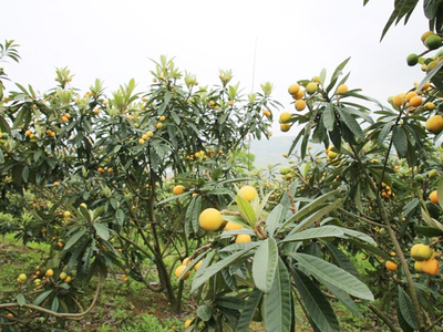天然种植枇杷树