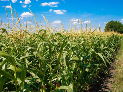 天然种植玉米