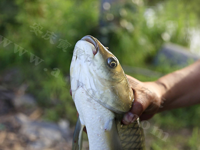 庄内生态养殖 活鱼现做