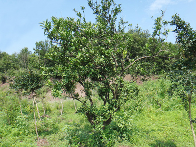 天然种植橘子树