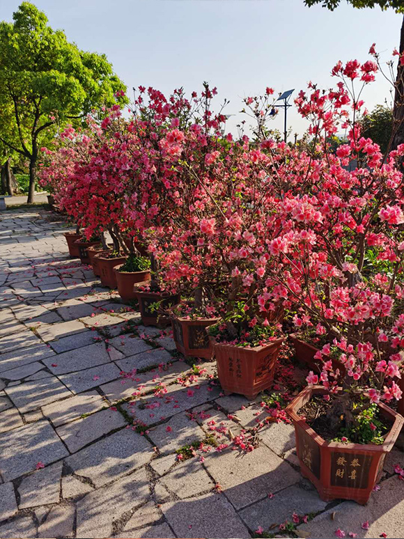 杜鹃花基地