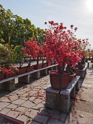 杜鹃花基地